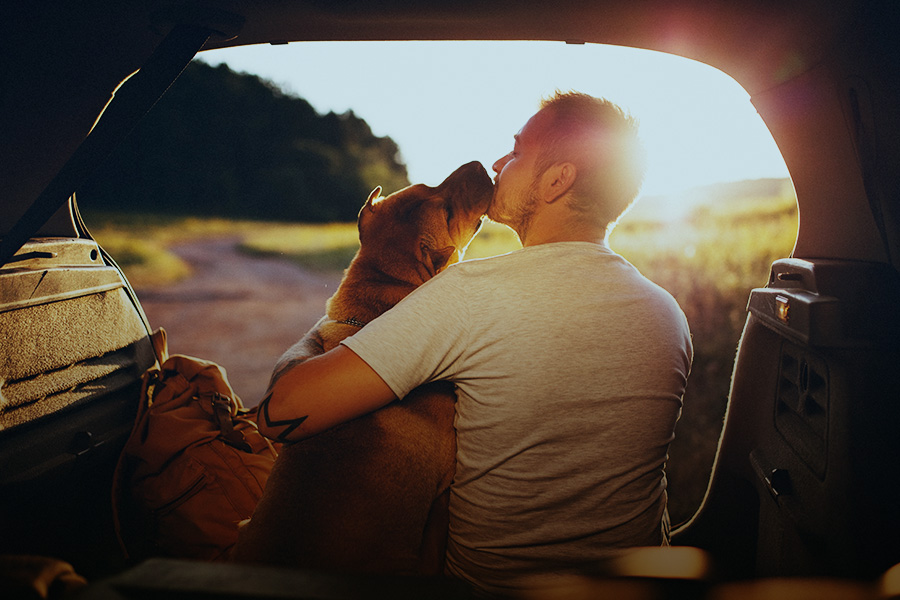 Viaje em segurança com o seu animal de estimação